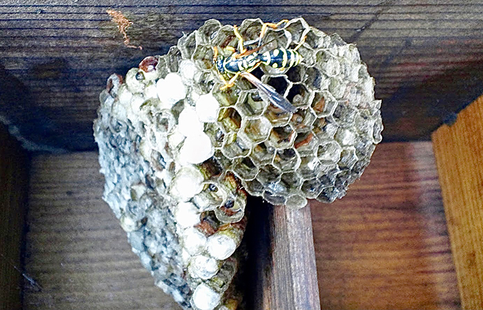 ハチの巣撤去