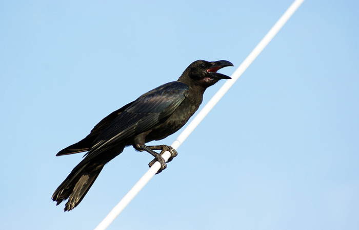 カラスの巣撤去